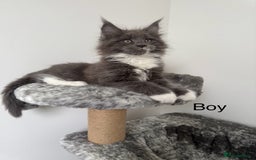 Maine Coon cats for sale: 🐾TICA registered Maine Coon Kittens🐾 - Image 7