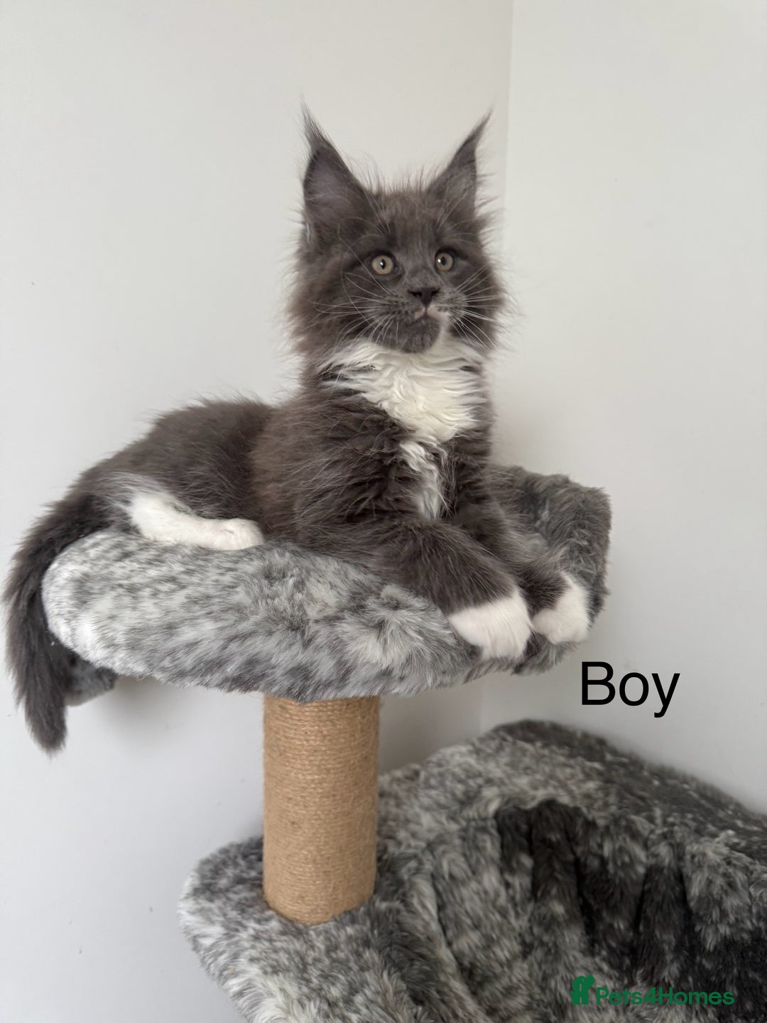 Maine Coon cats for sale: 🐾TICA registered Maine Coon Kittens🐾 - Image 7