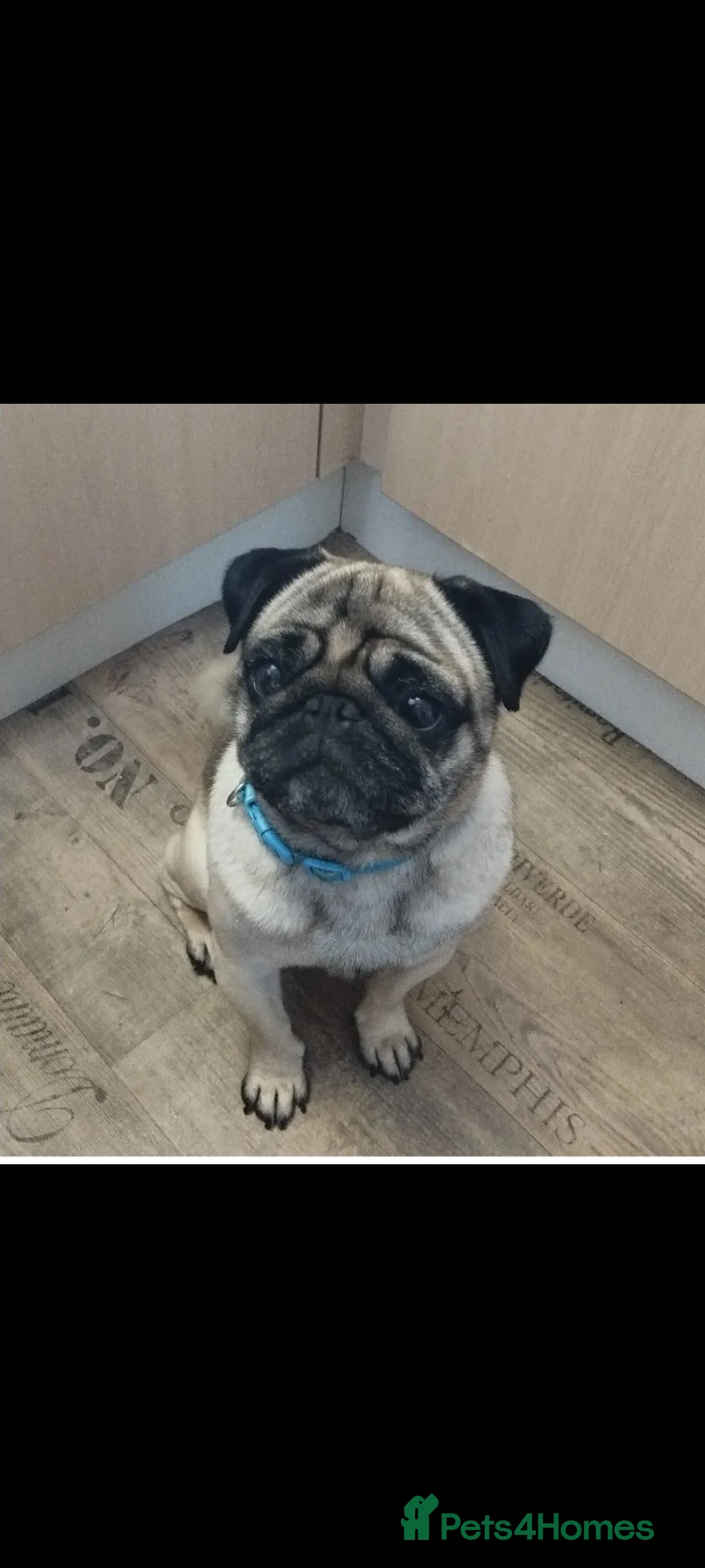 Pug dogs for sale: Beautiful fawn pug - Advert 3