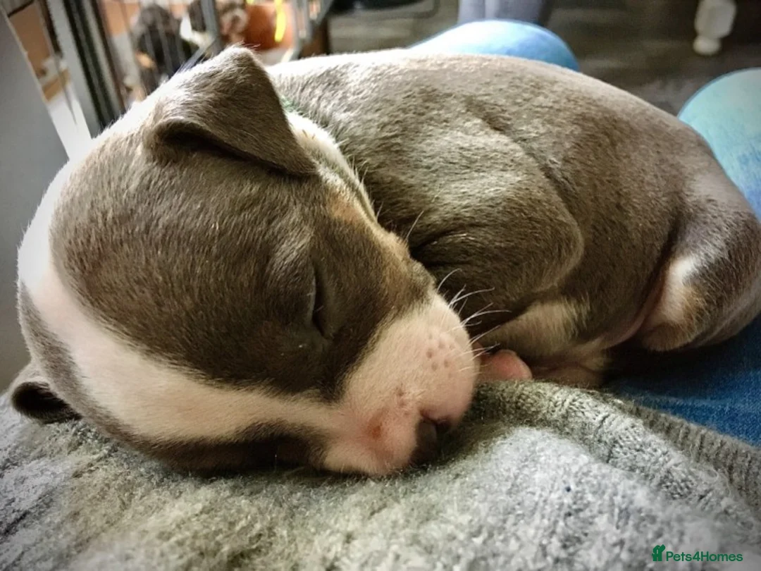 Staffordshire Bull Terrier dogs for stud: Tri Blue, PROVEN an the most beautiful temperament in Loughborough - Advert 8