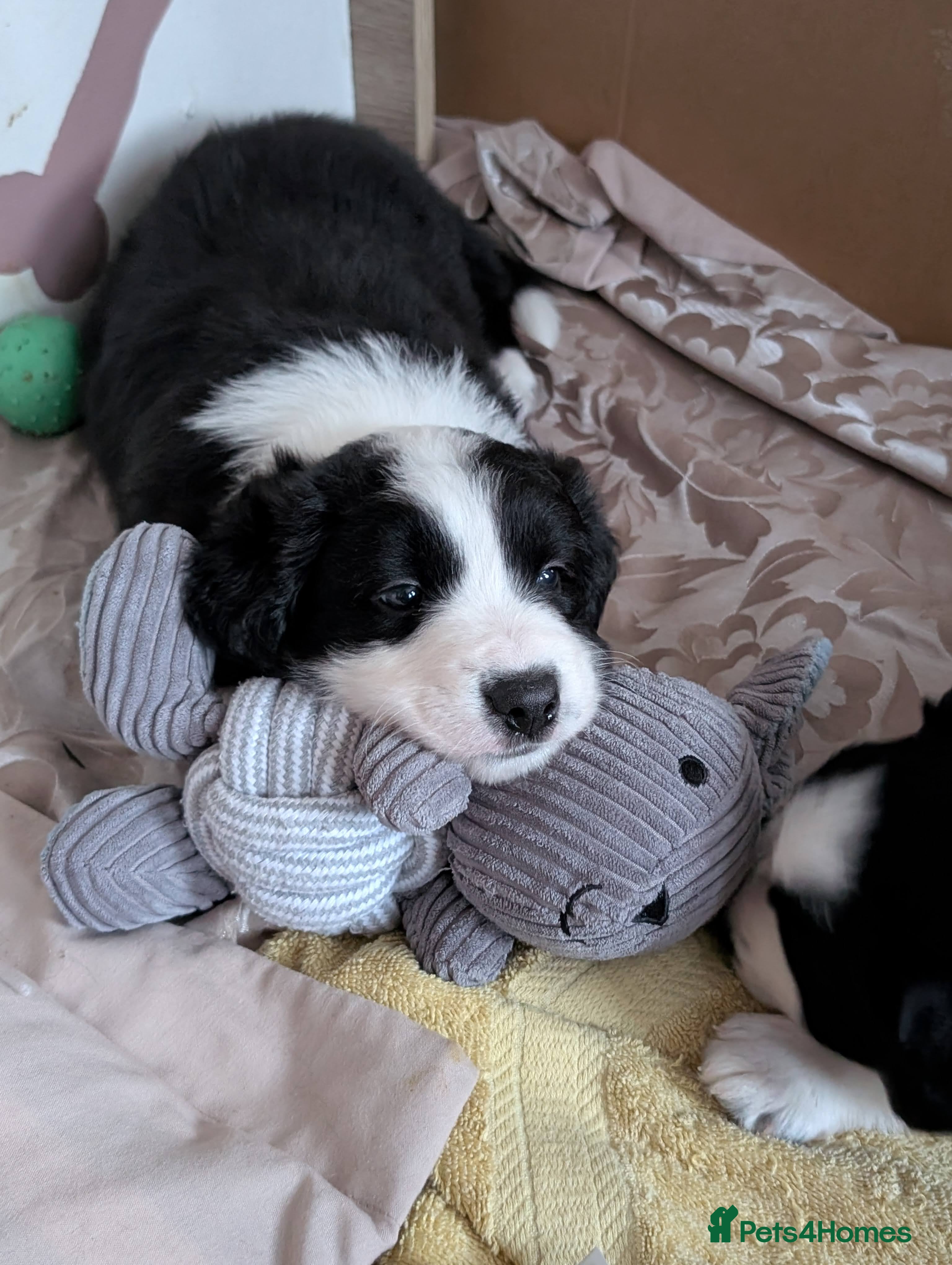 Border Collie dogs ISDS&KC REGISTERED BORDER COLLIE /MERLE PUPS  - Advert 11