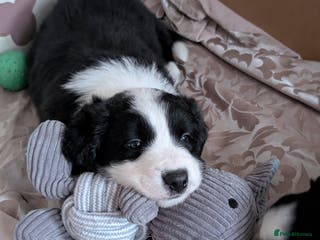 Border Collie dogs ISDS&KC REGISTERED BORDER COLLIE /MERLE PUPS - Advert 11