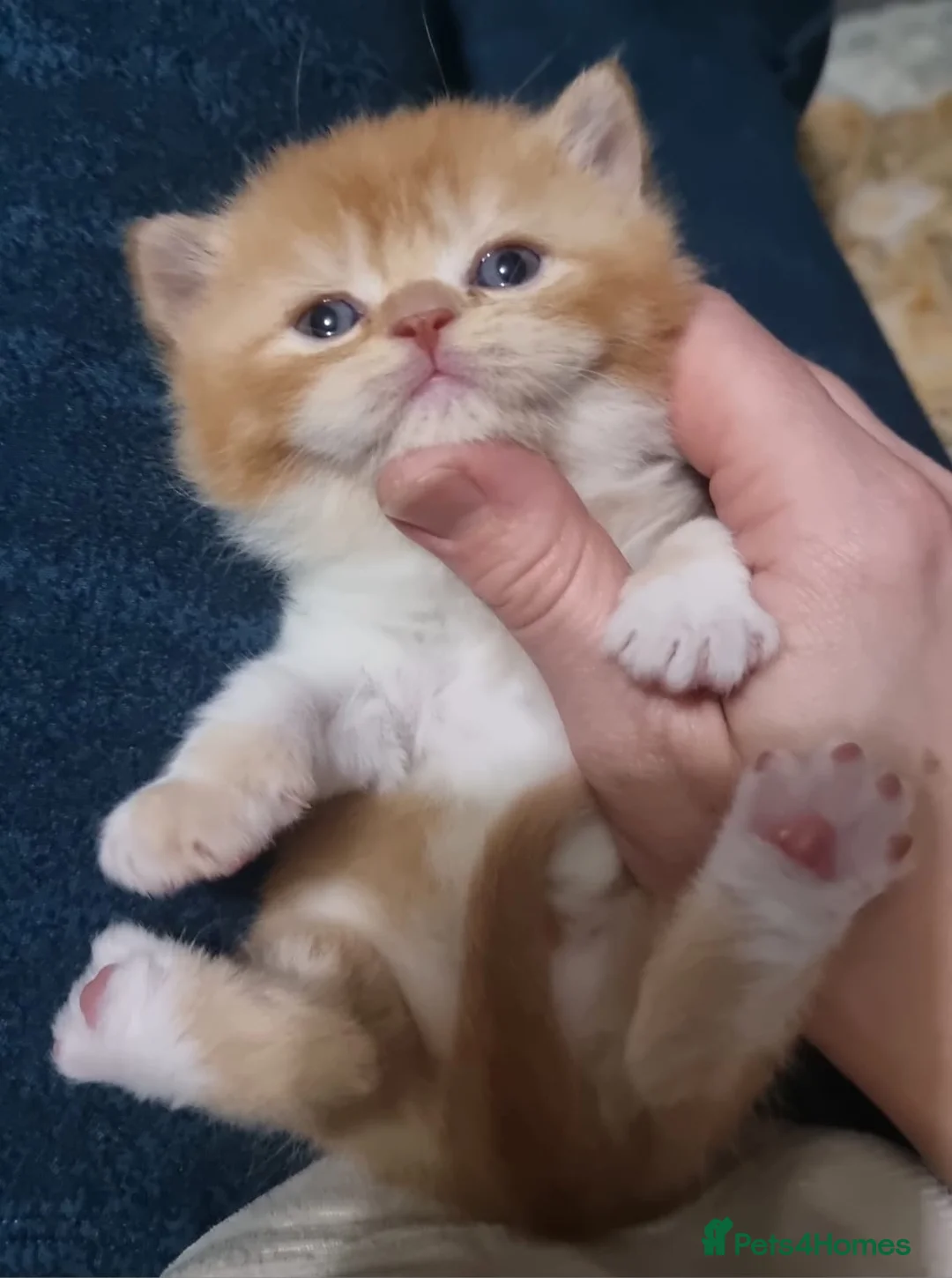 British Shorthair cats for sale: Pedigree Registered British Shorthair kittens   - Advert 10