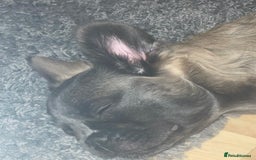 French Bulldog dogs for sale: Fluffy puppy  - Image 1