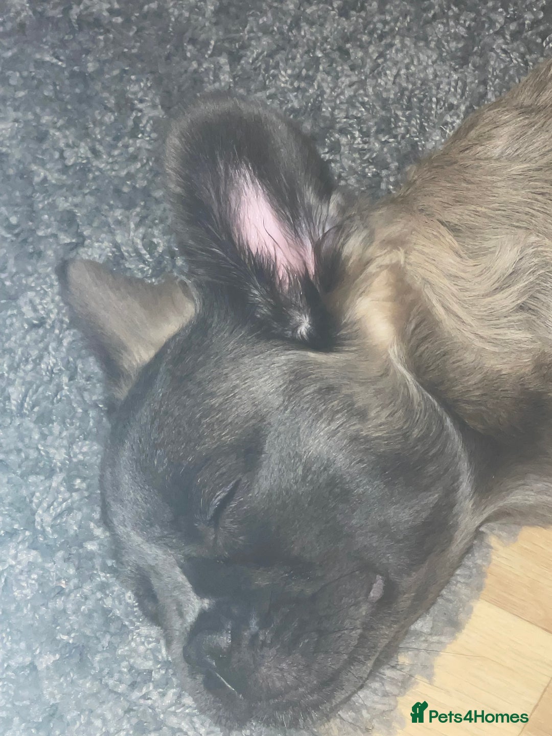 French Bulldog dogs for sale: Fluffy puppy  - Image 1