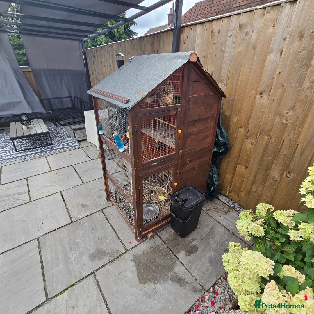 Mixed Breed birds for sale: BIRD AVIARY INCLUDING ALL BIRDS  - Image 1