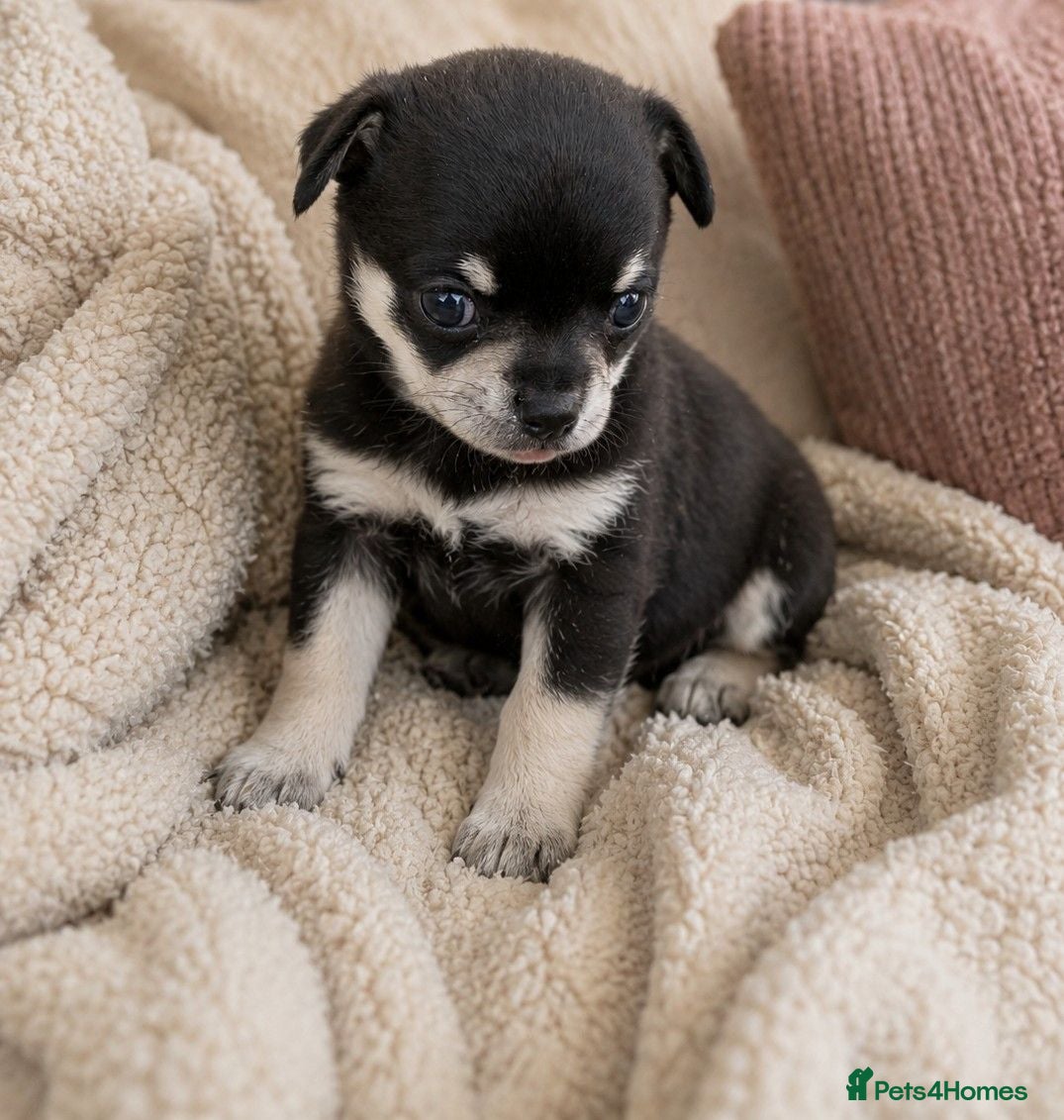 Chihuahua dogs 2 Beautiful Chihuahua pups - Advert 4