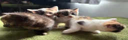 Aegean cats for sale: Aegeans kittens are looking for forever home ❤️ - Advert 22