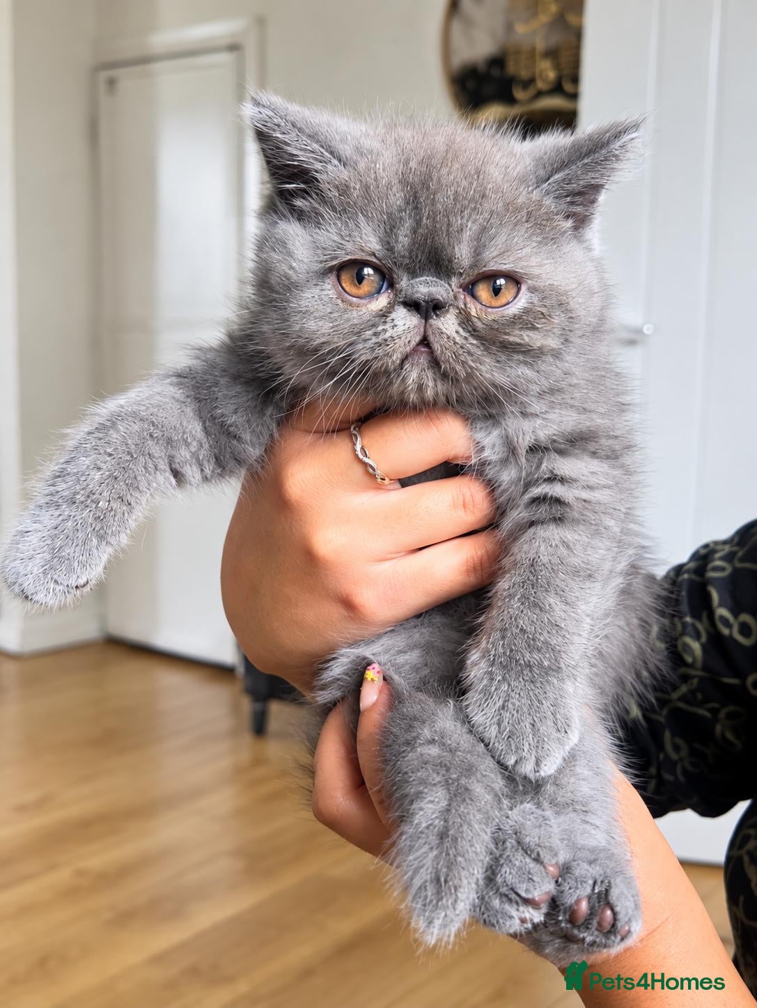 Exotic cats Beautiful Blue/Grey Exotic Shorthair boy Kitten 💙 - Advert 13