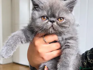 Exotic cats Beautiful Blue/Grey Exotic Shorthair boy Kitten 💙 - Advert 2