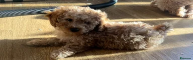 Cavapoo Puppy 1