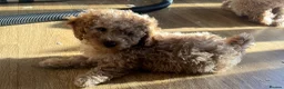 Cavapoo dogs for sale: F1b Cavapoo puppies  - Advert 1