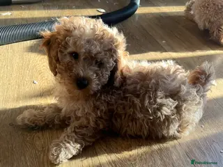 Cavapoo dogs F1b Cavapoo puppies - Advert 16