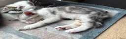 Mixed Breed cats for sale: CUTE KITTENS - Advert 15