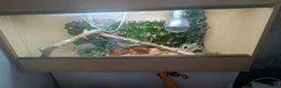 Boa Snake reptiles for sale: Dwarf boa  in Redcar - Advert 2