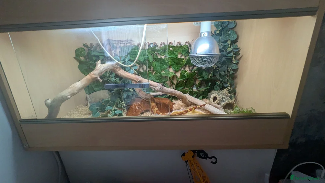 Boa Snake reptiles for sale: Dwarf boa  in Redcar - Advert 2
