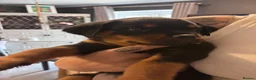 Rottweiler dogs for sale: ELITE KC REGISTERED GERMAN ROTTWEILER PUPPIES  - Advert 9