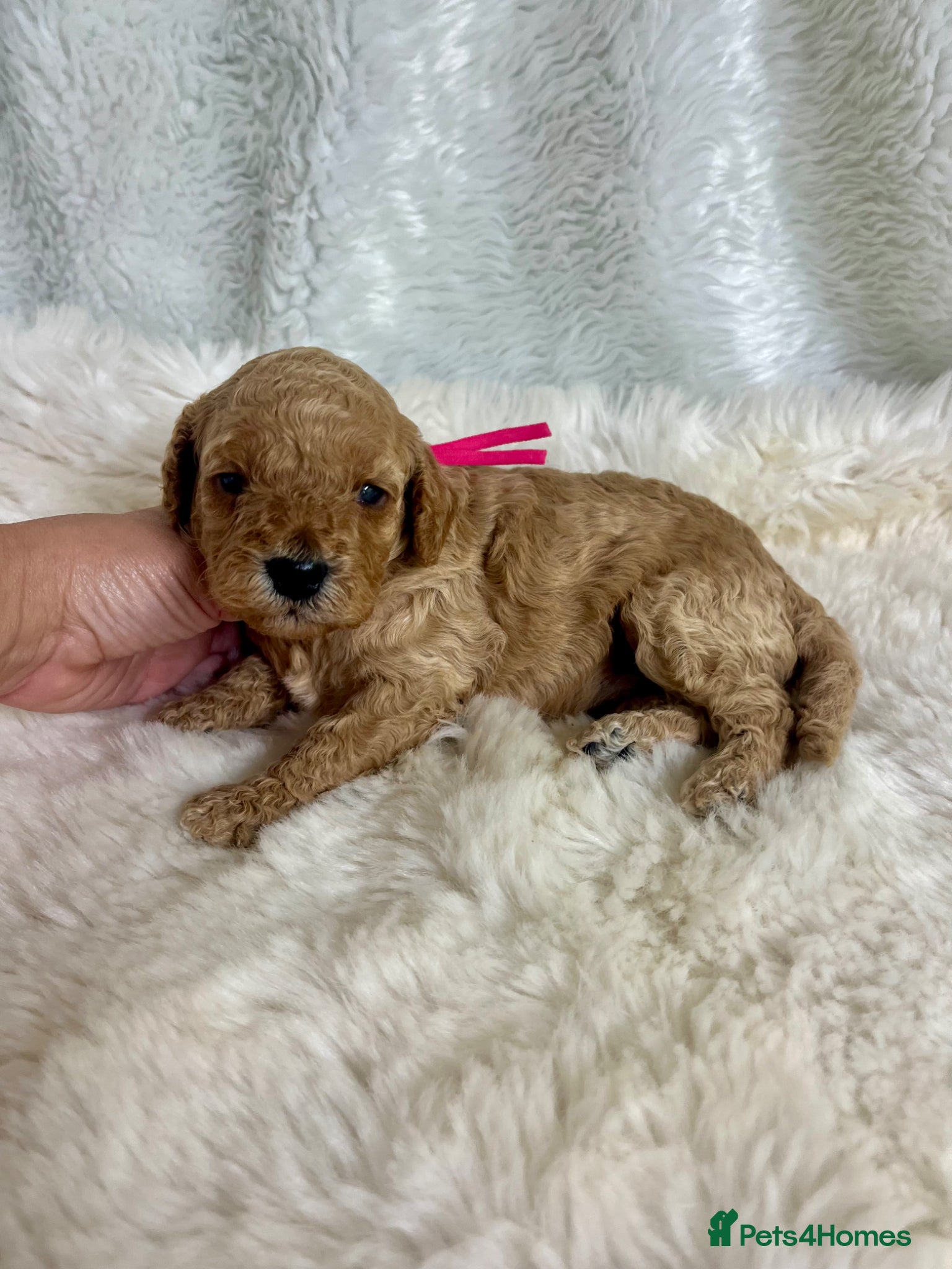 Cavapoo dogs Top quality, health tested F1b Cavapoo babies - Advert 3