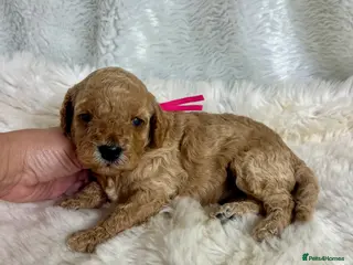 Cavapoo dogs Top quality, health tested F1b Cavapoo babies - Advert 3