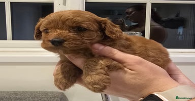 Cavapoo dogs - Advert 3