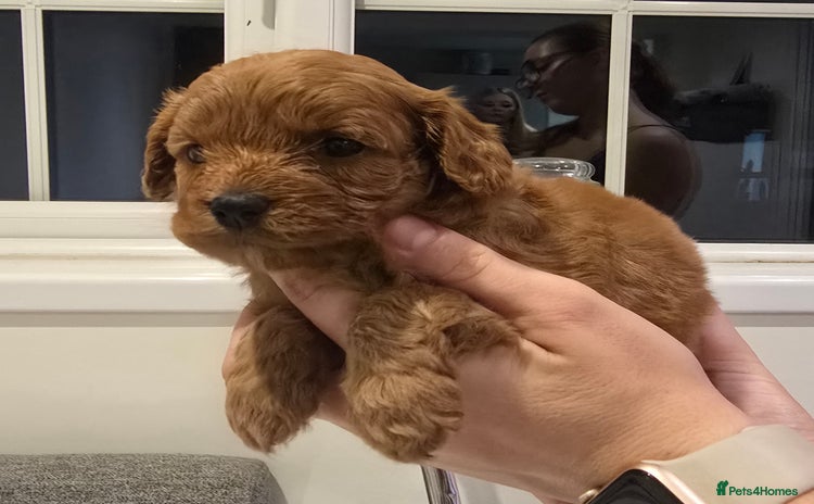 Cavapoo dogs - Advert 2