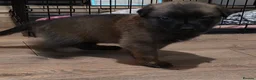 Belgian Shepherd Dog dogs for sale: Belgian Malinois Puppies For Sale. - Advert 12