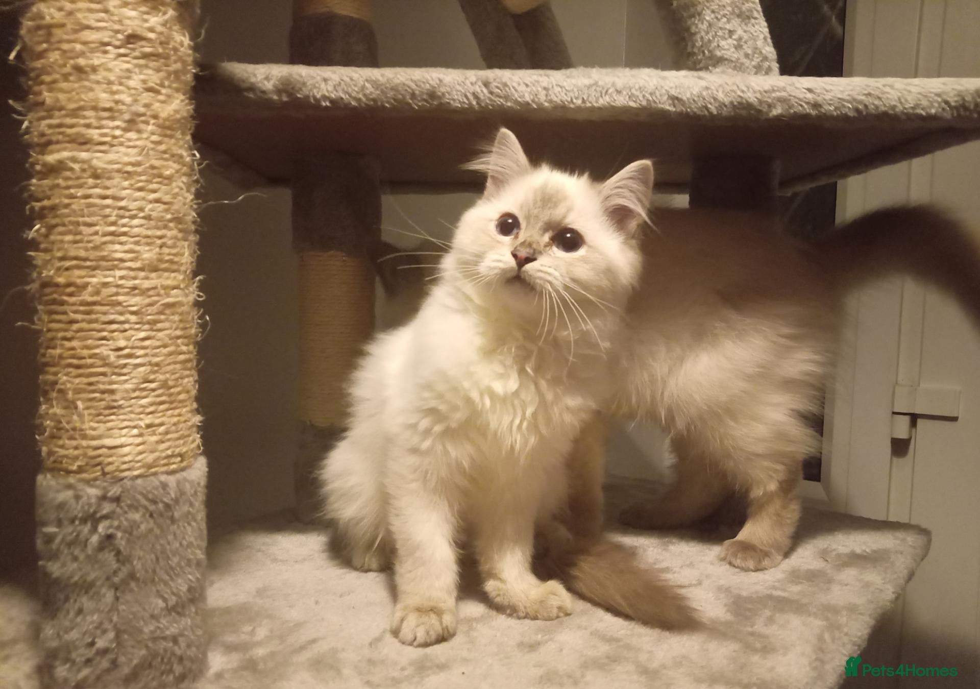 Ragdoll cats for sale: Pedigree Ragdoll kittens ready now  - Advert 14