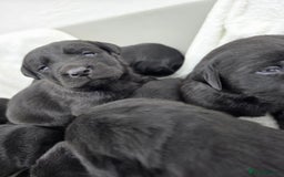 Labrador Retriever dogs for sale: 🐾 Adorable Black Labrador Puppies Ready Soon 🖤🐾 - Image 2
