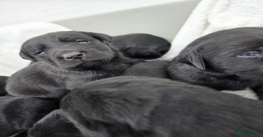 Labrador Retriever dogs - Advert 1