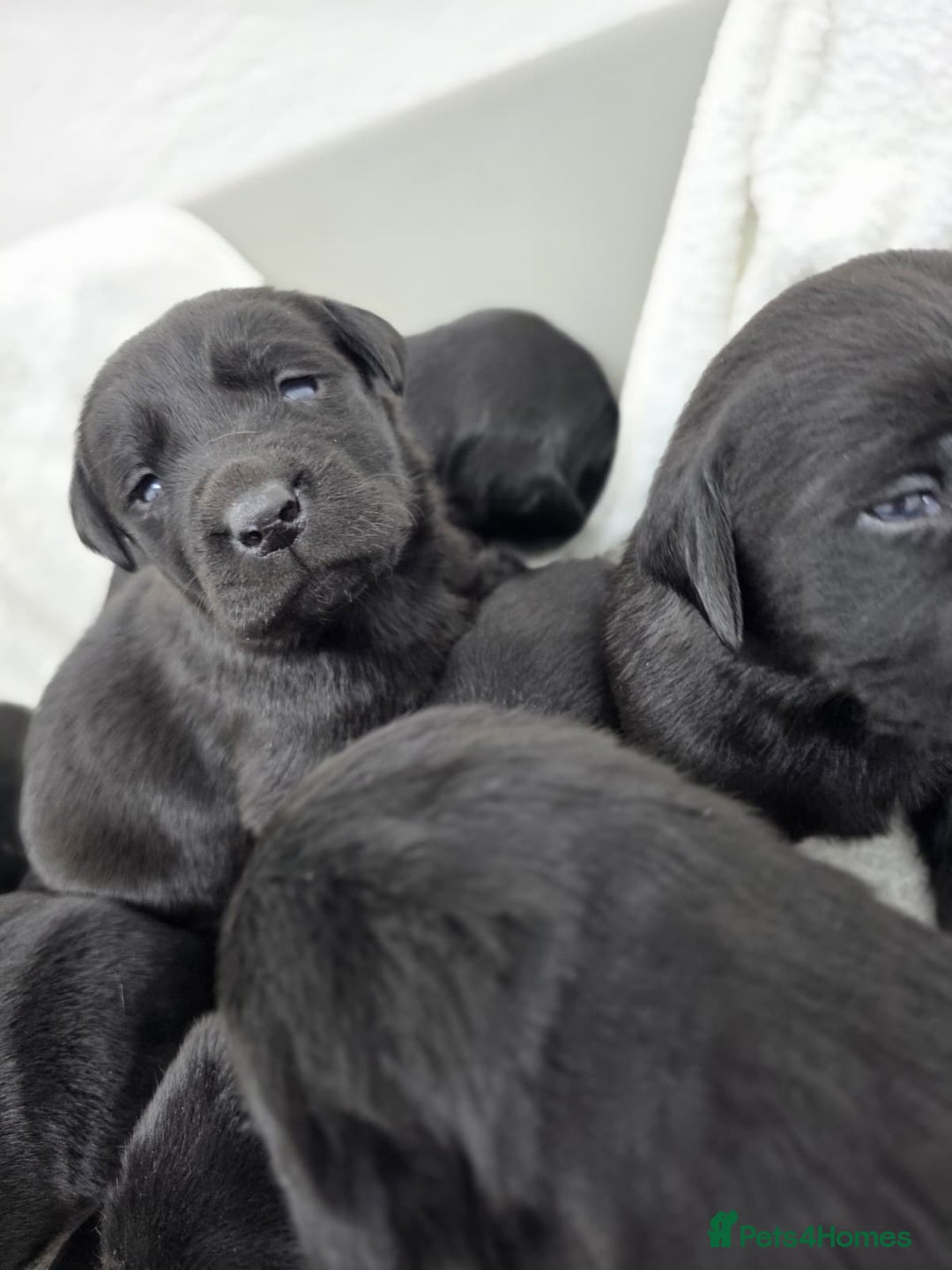 Labrador Retriever dogs for sale: 🐾 Adorable Black Labrador Puppies Ready Soon 🖤🐾 - Image 2