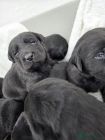 Labrador Retriever dogs - Advert 9