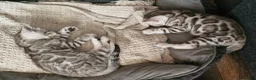 Bengal cats for sale: Silver tica registered bengals - Advert 9