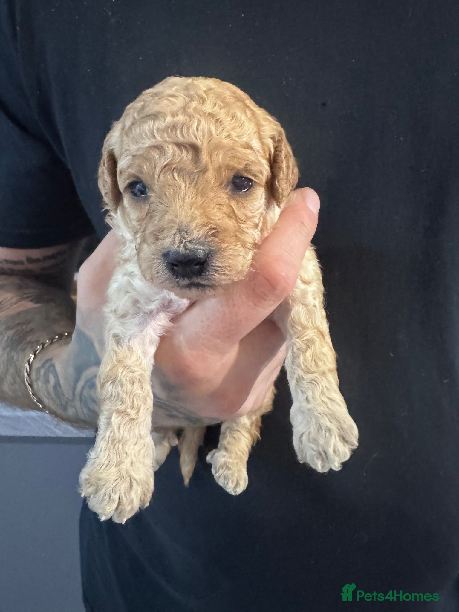 Yorkiepoo dogs 7 beautiful yorkiepoo babys  - Advert 1