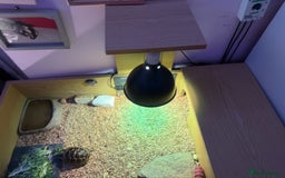 Tortoise reptiles for sale: Male spur thighed tortoise - Advert 8