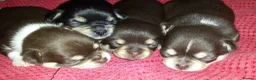 Chihuahua dogs for stud: KC SMOOTH COAT CHIHUAHUA  OPEN  AT STUD 💙 - Advert 11
