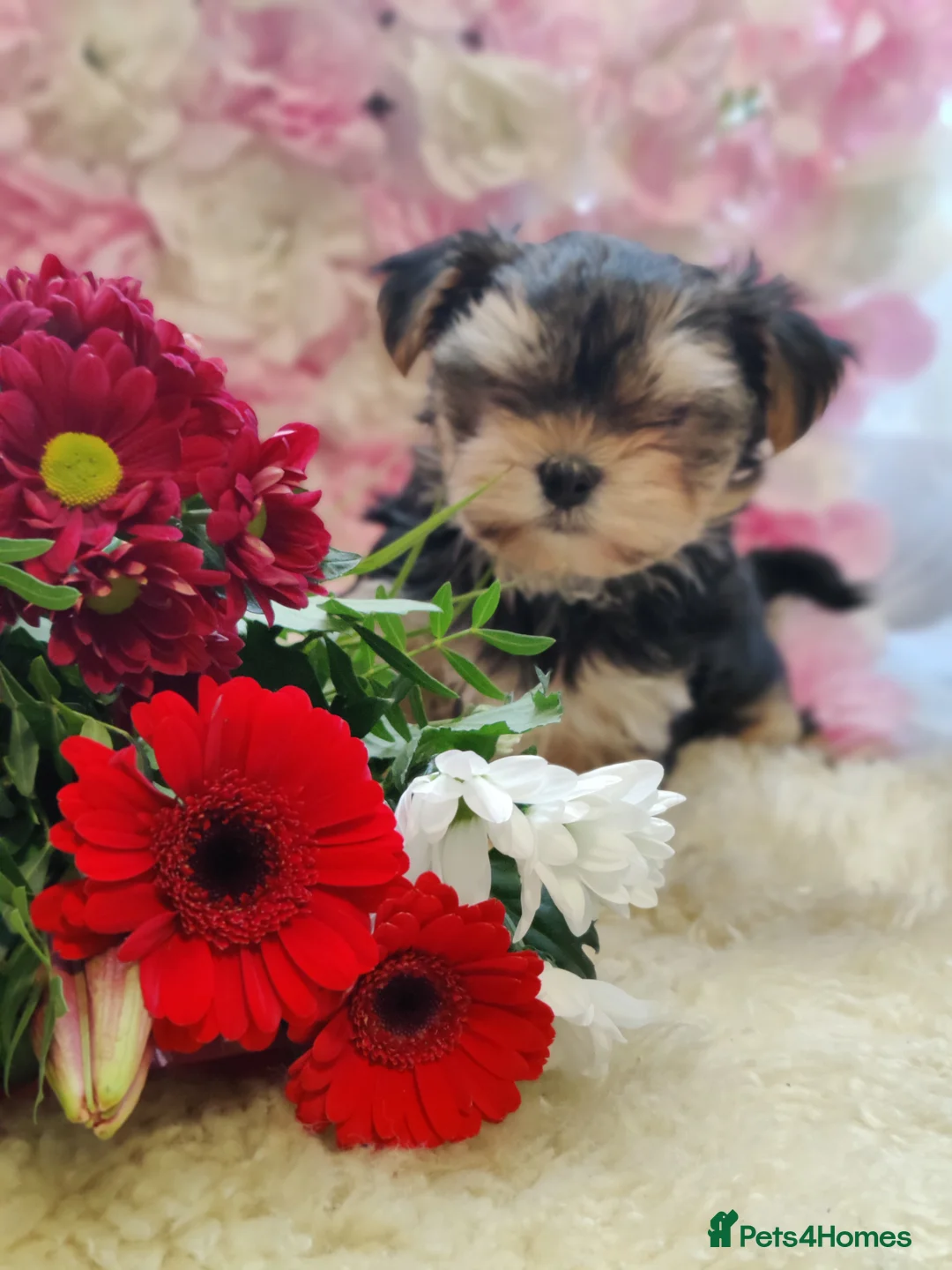 Yorkshire Terrier dogs for stud: Pedigree Yorkshire terrier for STUD only in Hull - Advert 15