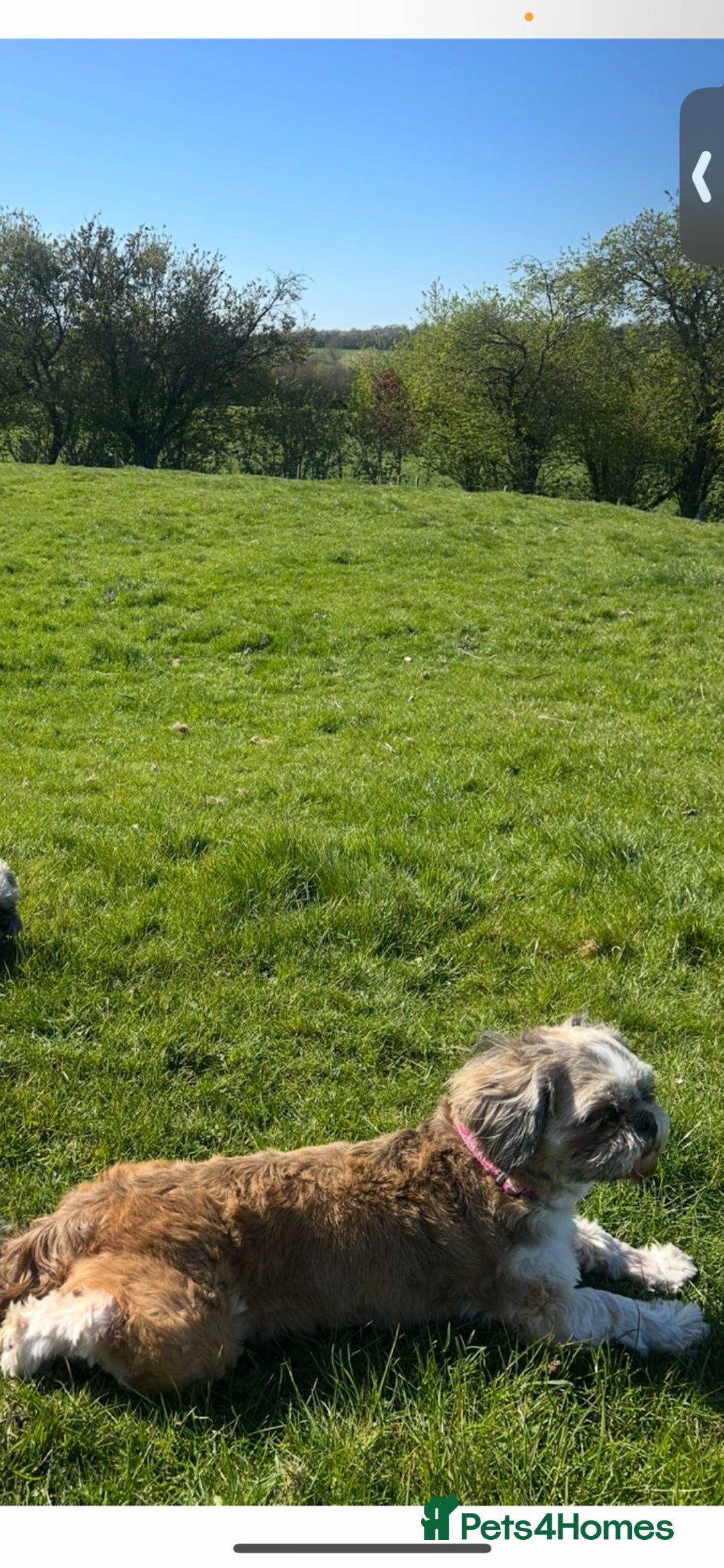 Shih Tzu dogs for sale: 2 BEAUTIFUL BOYS REMAINING - Image 8