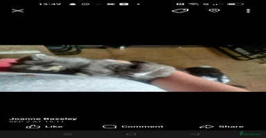 Dwarf Lop rabbits - Advert 4