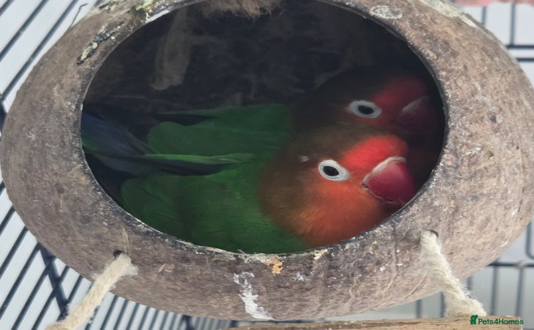 Lovebirds birds - Advert 1