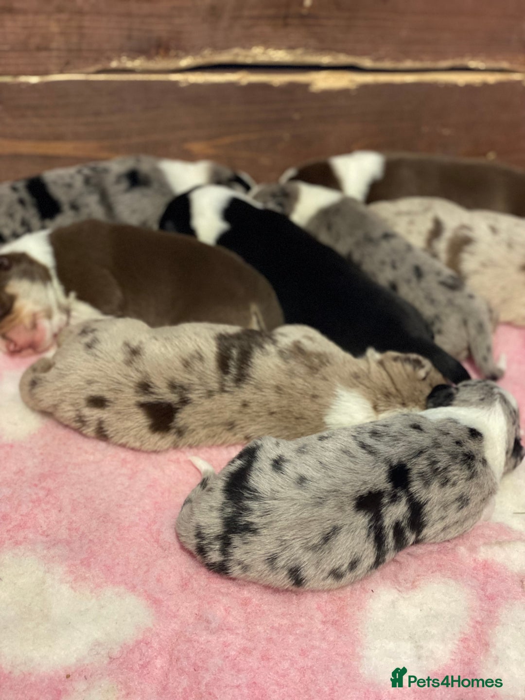 Border Collie dogs for sale: Pure border collie puppies - Advert 11