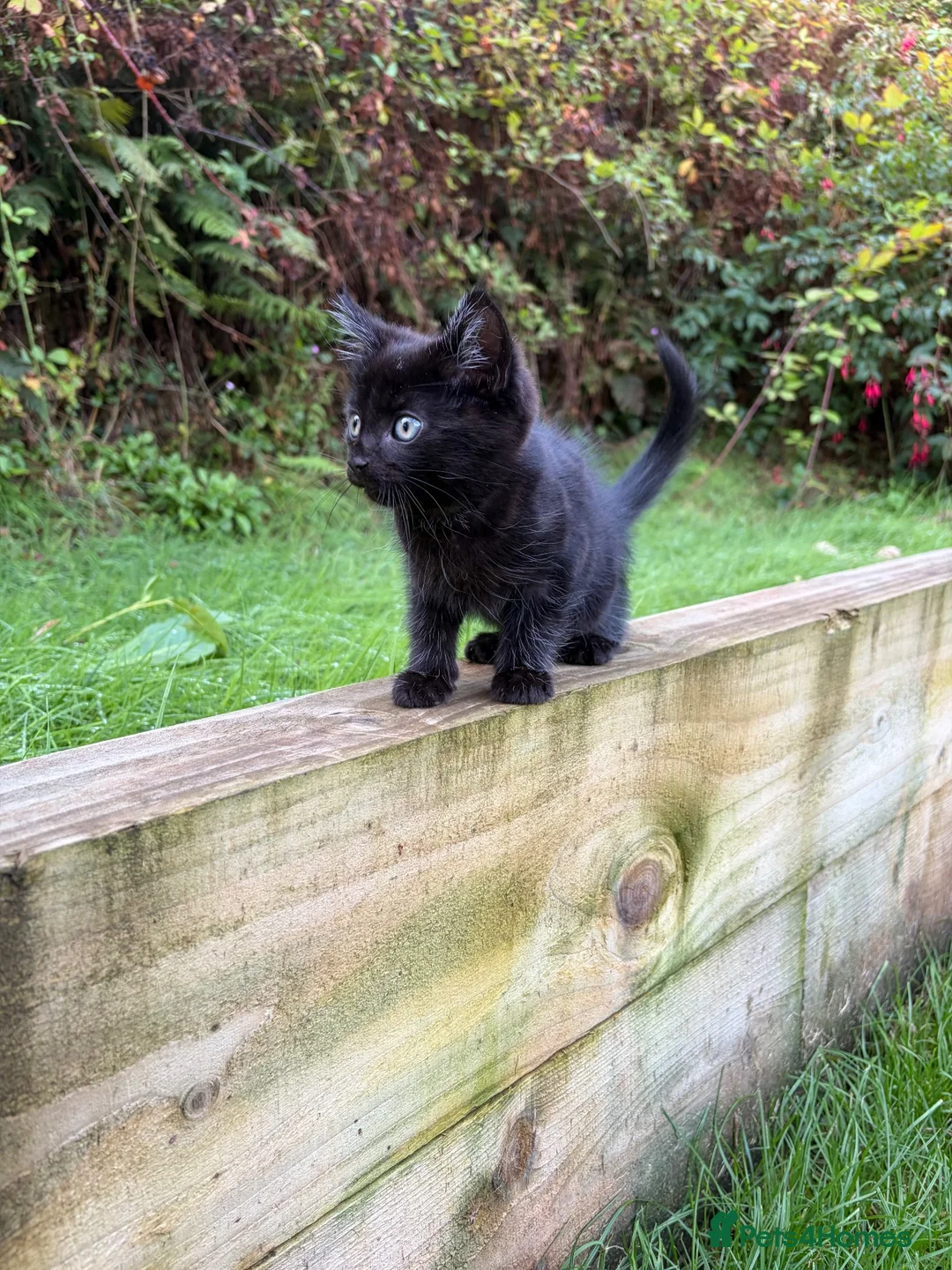 Mixed Breed cats for sale: Mixed Exotic Kittens - Advert 2