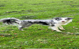 Border Collie dogs for stud: Blue merle border collie for stud - Image 5