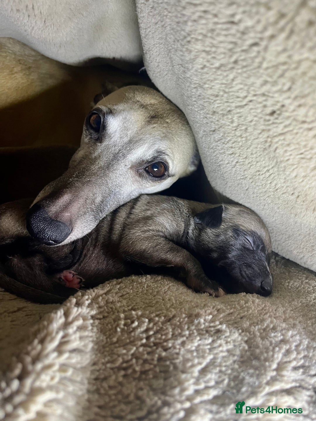 Whippet dogs for sale: Gorgeous KC Whippet Pups - Advert 17