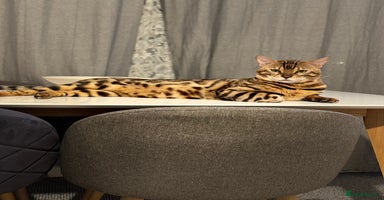 Bengal cats - Advert 6