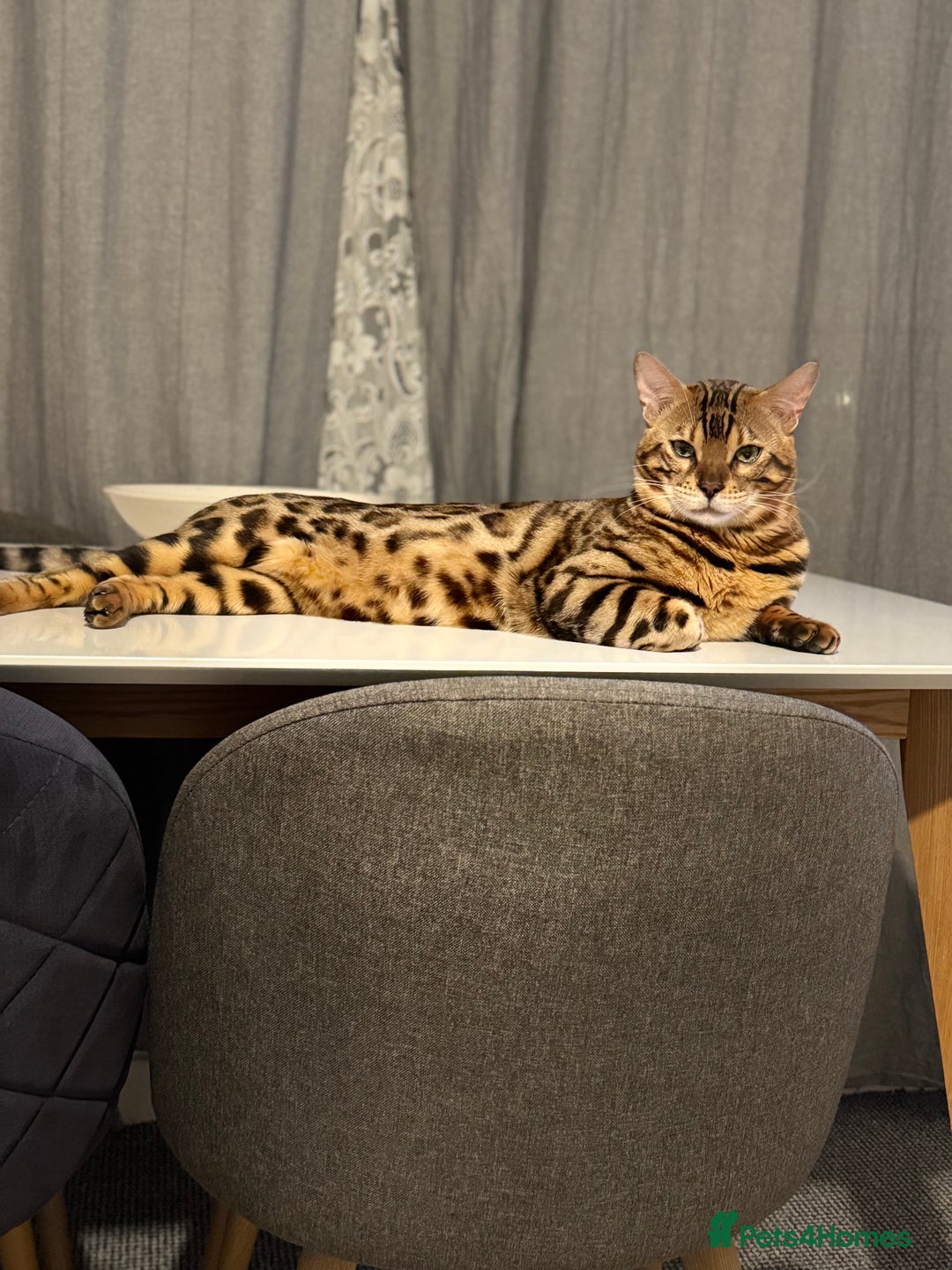 Bengal cats for sale: Beautiful bengal boy - Image 2