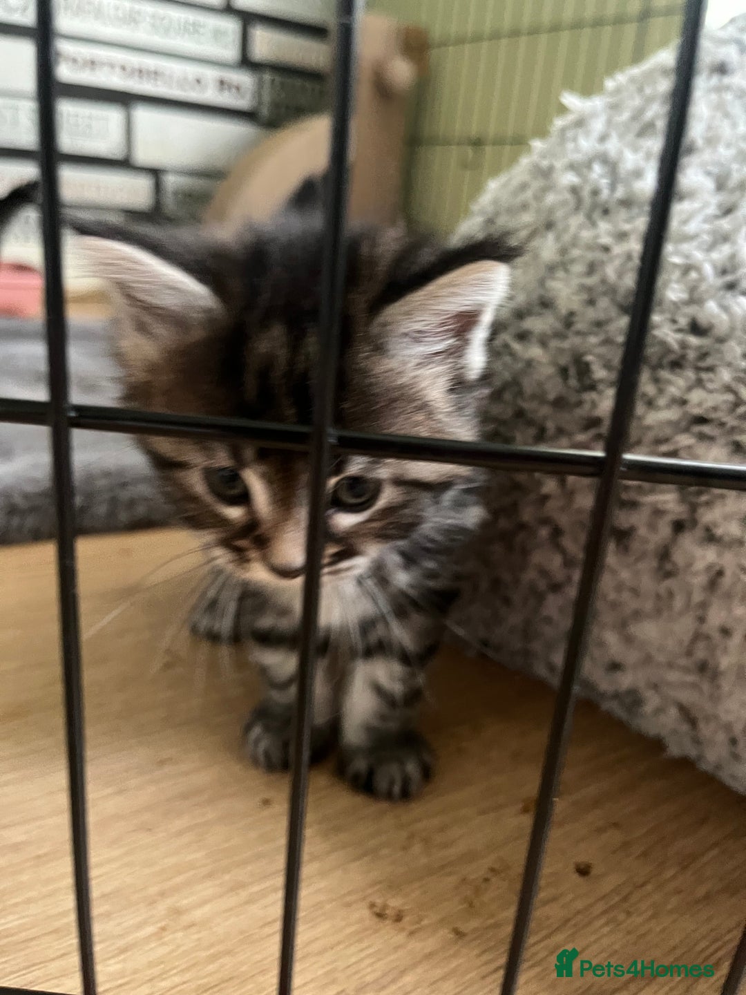 Maine Coon cats for sale: Maine coon X Ragdoll mix breed - Advert 10