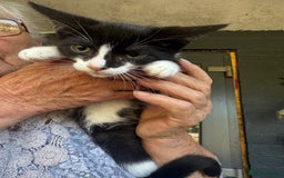 Domestic Shorthair cats for sale: Kittens for sale  - Image 1