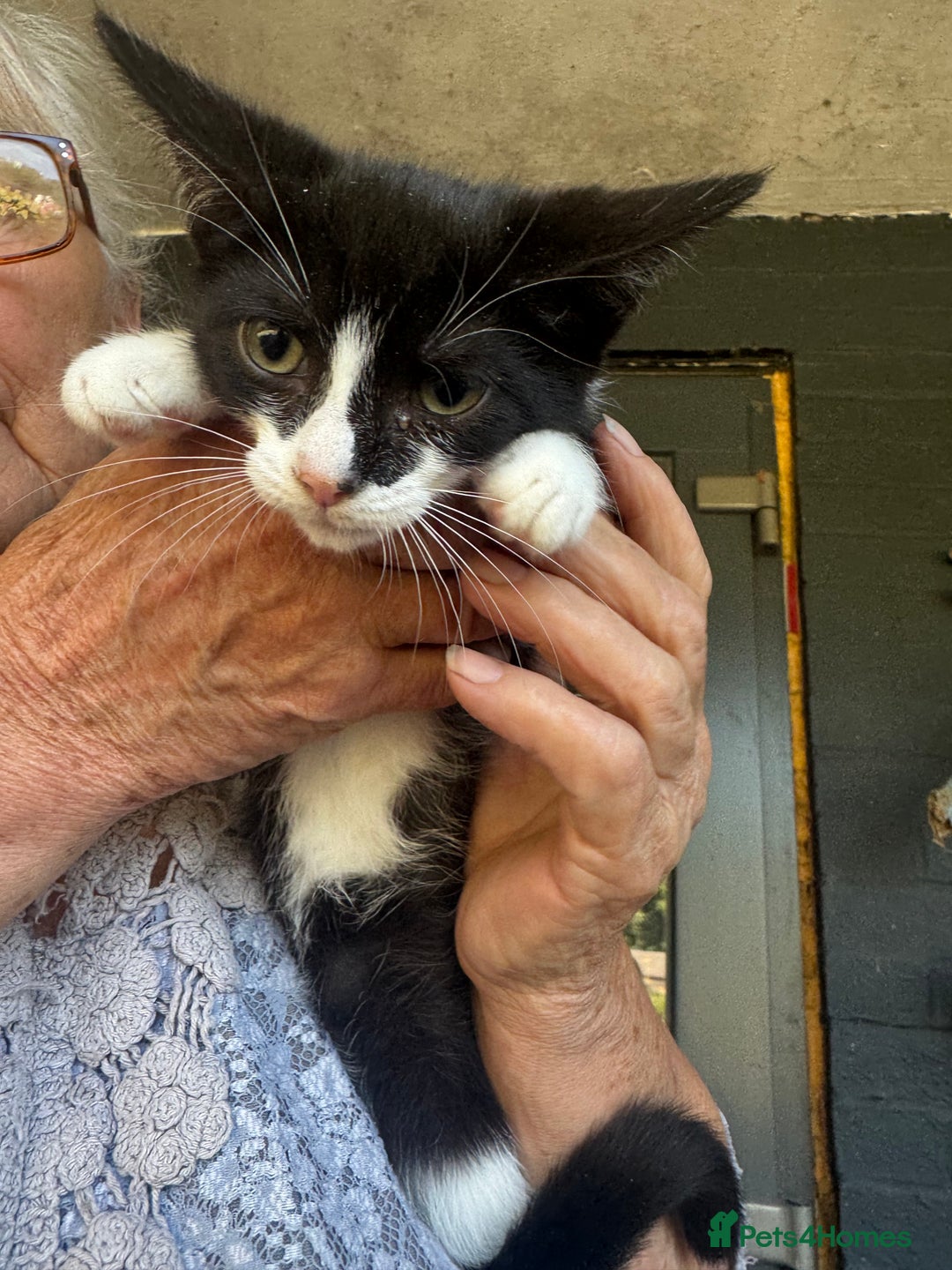 Domestic Shorthair cats for sale: Kittens for sale  - Image 1