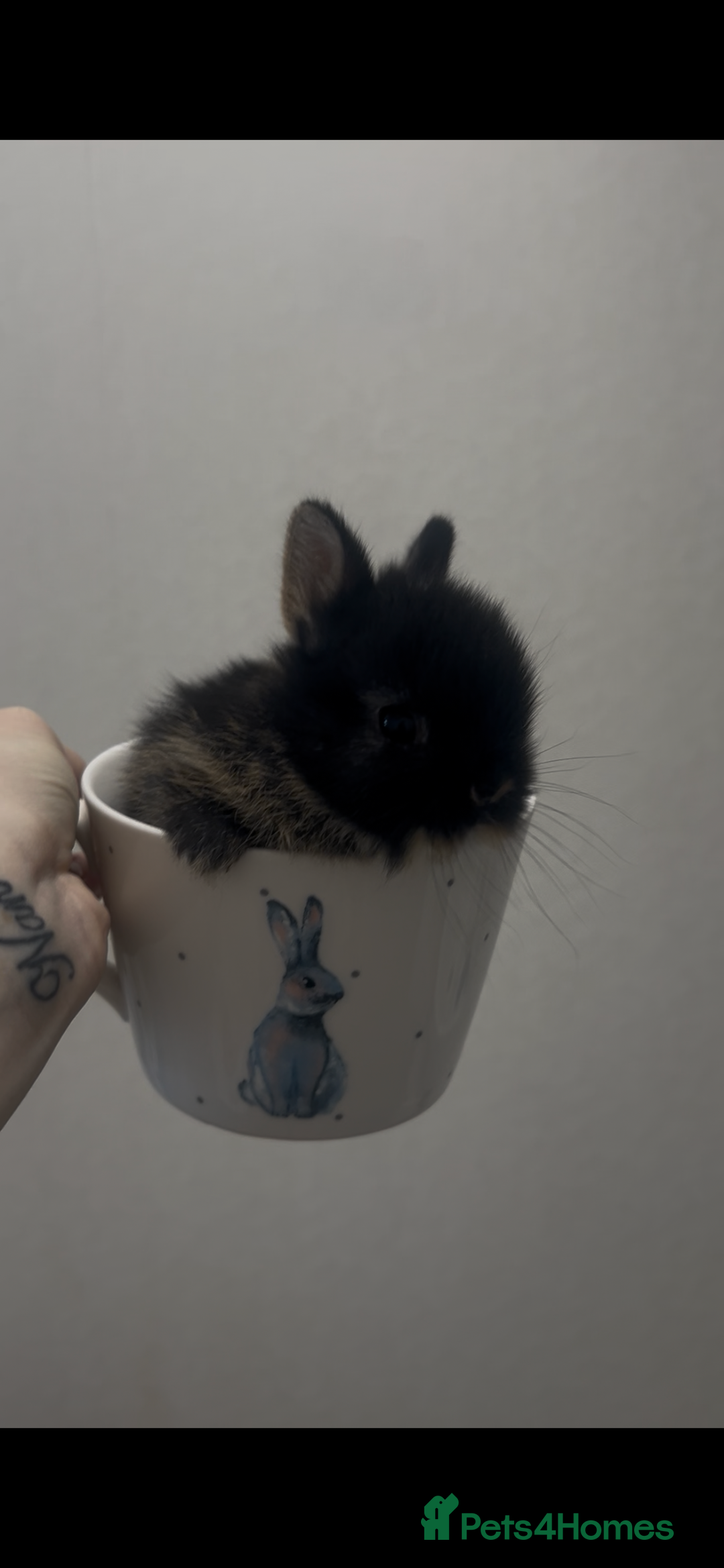 Netherland Dwarf rabbits for sale: Netherland dwarfs  - Advert 3