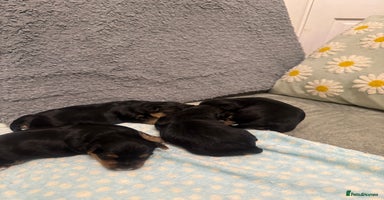 Yorkshire Terrier dogs - Advert 12